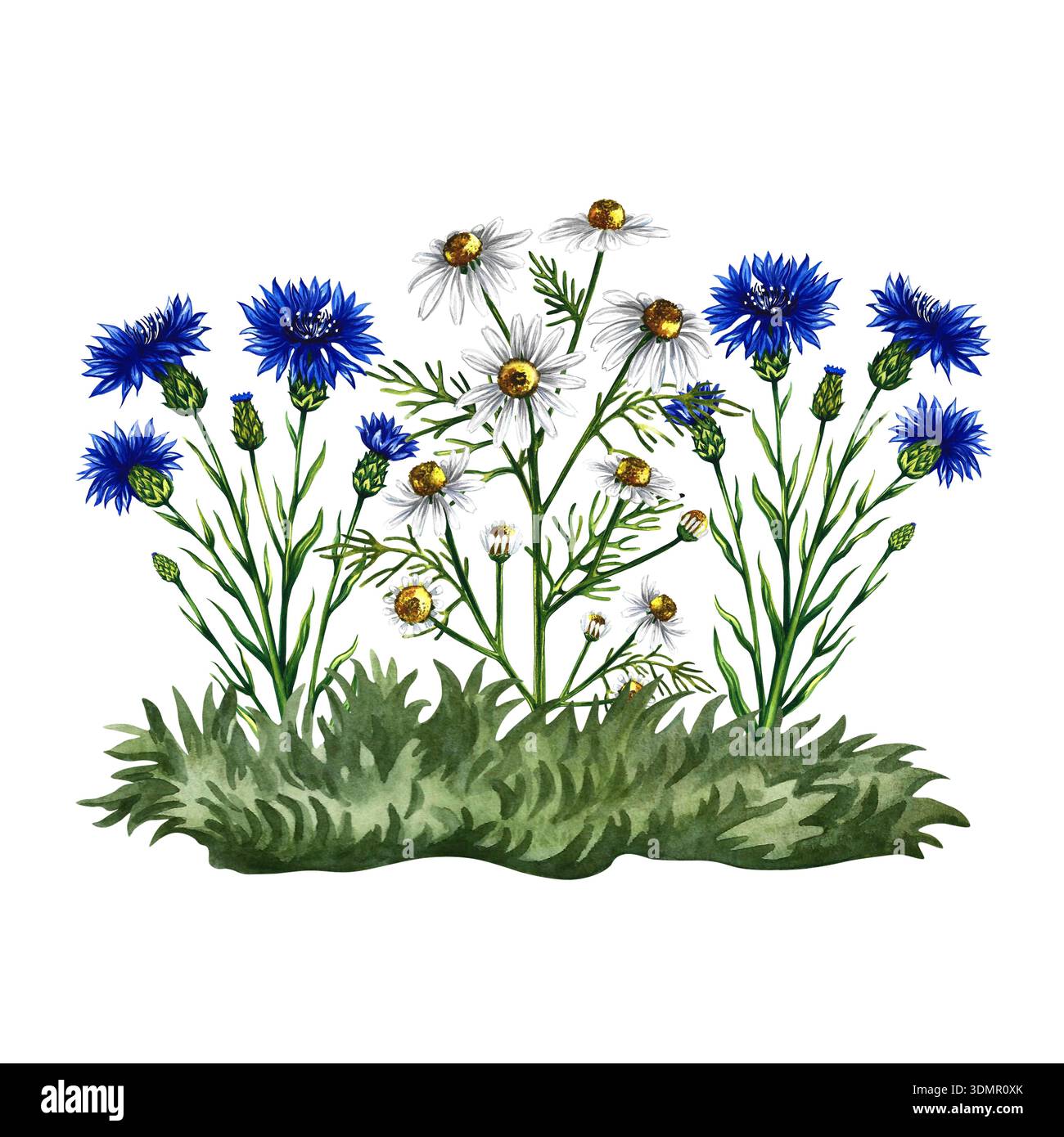 Fiori di mais e margherite su un prato. Illustrazione ad acquerello disegnata a mano. Immagine colorata di fiori selvatici. Perfetto per imballaggi, etichette e cartoline, come Foto Stock