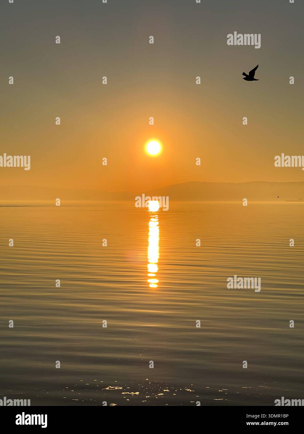 Il sole giallo della sera si riflette come una lunga striscia sulla tranquilla superficie della baia di San Francisco, mentre un uccello vola in primo piano Foto Stock
