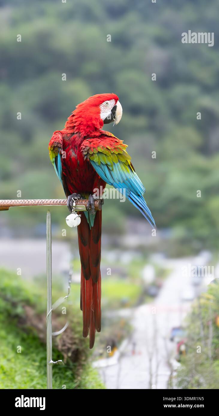 Splendido ritratto di un Macao rosso e verde (Macao alato verde). Presenta un vivace piumaggio rosso sul corpo, distintivi dettagli color tè e verdi sulle ali. Foto Stock