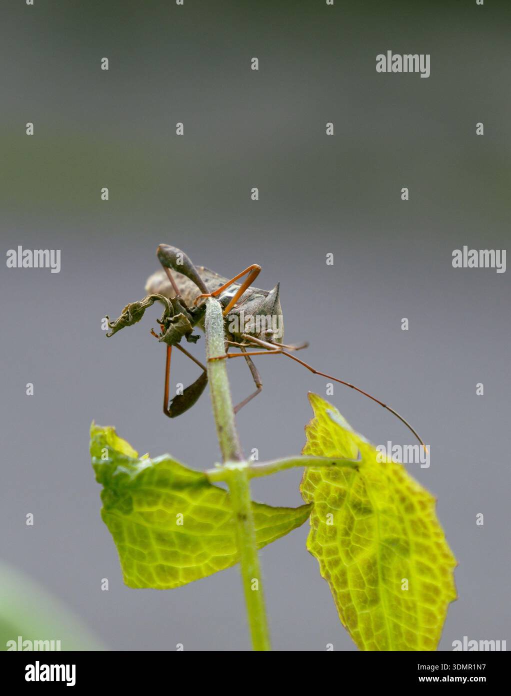 Foto macro dettagliate di un insetto, una cimice a base di foglie, appoggiata su un gambo verde su uno sfondo liscio e sfocato. Foto Stock