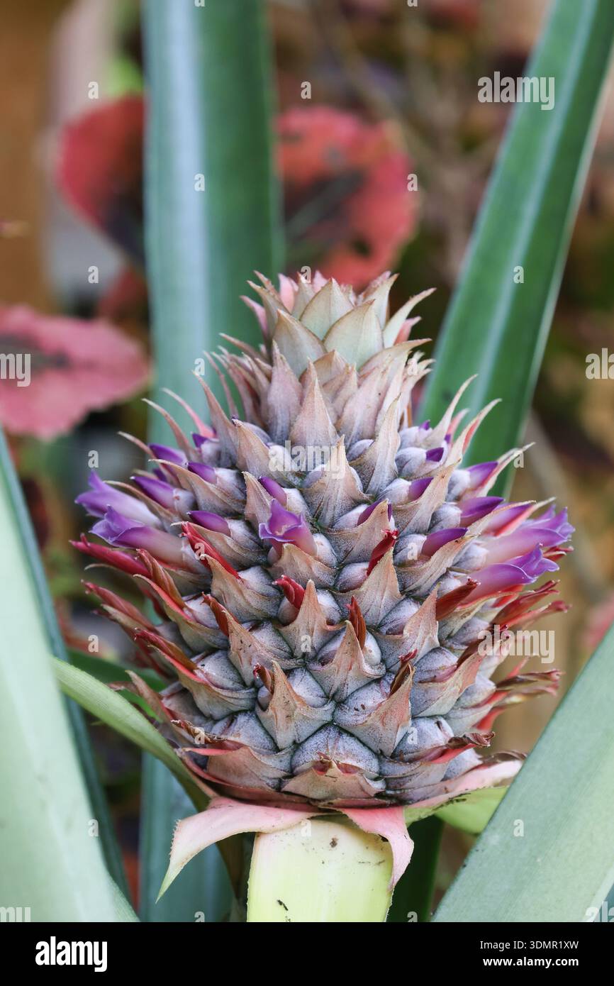 Primo piano di un giovane ananas MD2 "Super Sweet" (Ananas comosus) che cresce in una piantagione. Evidenziando lo sviluppo precoce dei frutti e le scale rossastre. Foto Stock