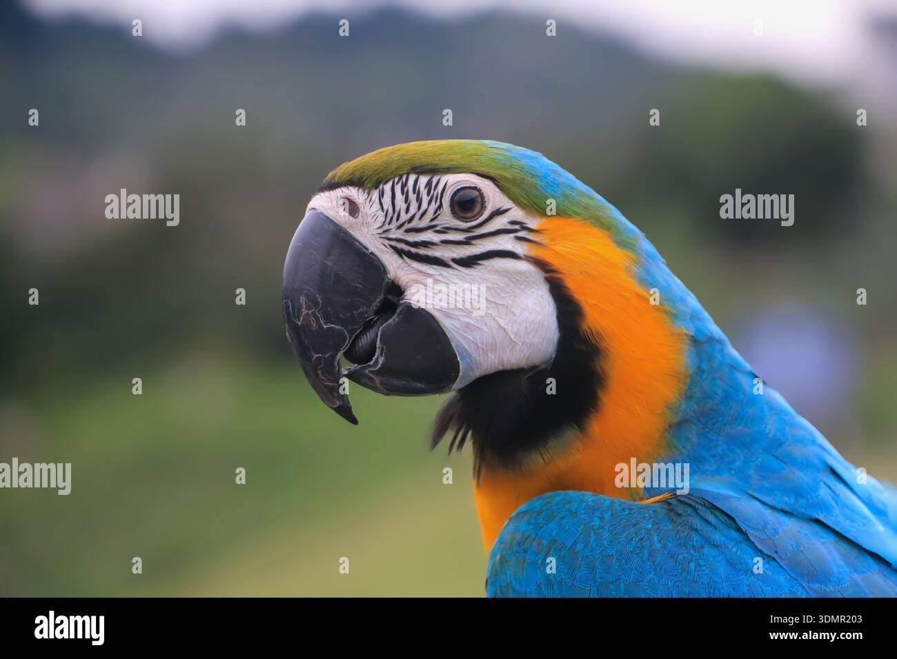 Profilo ravvicinato di un'ararauna (Ara ararauna) vibrante blu e giallo. Vista dettagliata di piume colorate e becco su uno sfondo verde tenue. Foto Stock