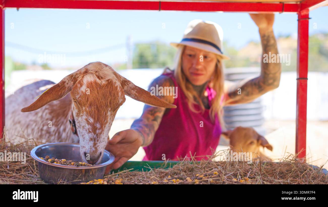 Donna che dà da mangiare alla capra al santuario degli allevamenti di animali Foto Stock