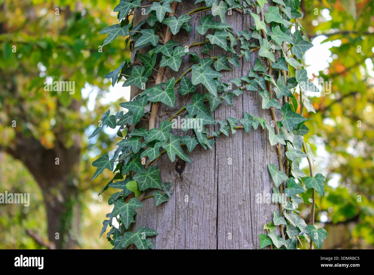 Edera che sale su un palo di legno. Primo piano di foglie di edera verdi su un palo di legno. Foto Stock