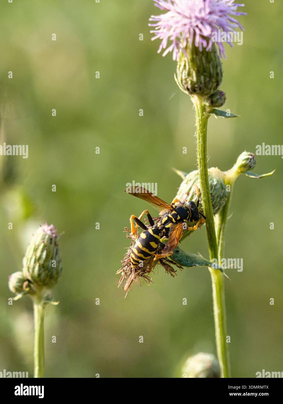 Vista dall'alto della vespa comune (Vespula vulgaris), che mostra la caratteristica colorazione nera e gialla, addome segmentato con macchie nere e anelli Foto Stock