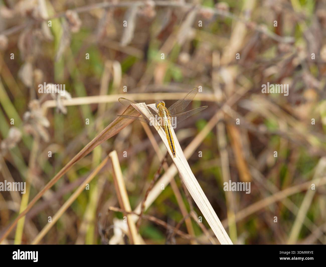 Golden Dragonfly appollaiata su una lama d'erba asciutta in un prato soleggiato d'autunno - Fotografia Macro natura ad alta risoluzione e sfondo naturale Foto Stock