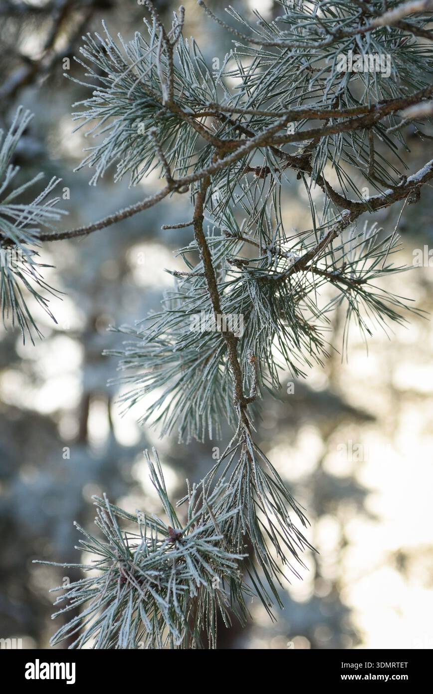 Primo piano di un ramo di pino ricoperto di gelo delicato in una fredda mattina d'inverno. Gli aghi ghiacciati brillano dolcemente in luce naturale, creando un ambiente sereno Foto Stock