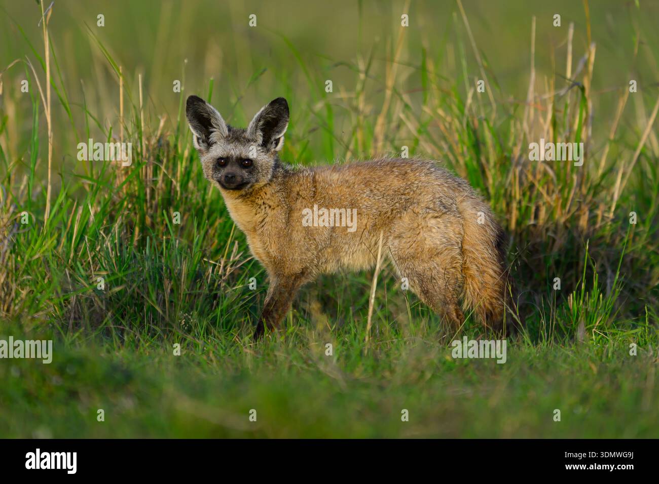 Volpe dalle orecchie pistrellate in erba nella riserva Masai Mara, Kenya Foto Stock
