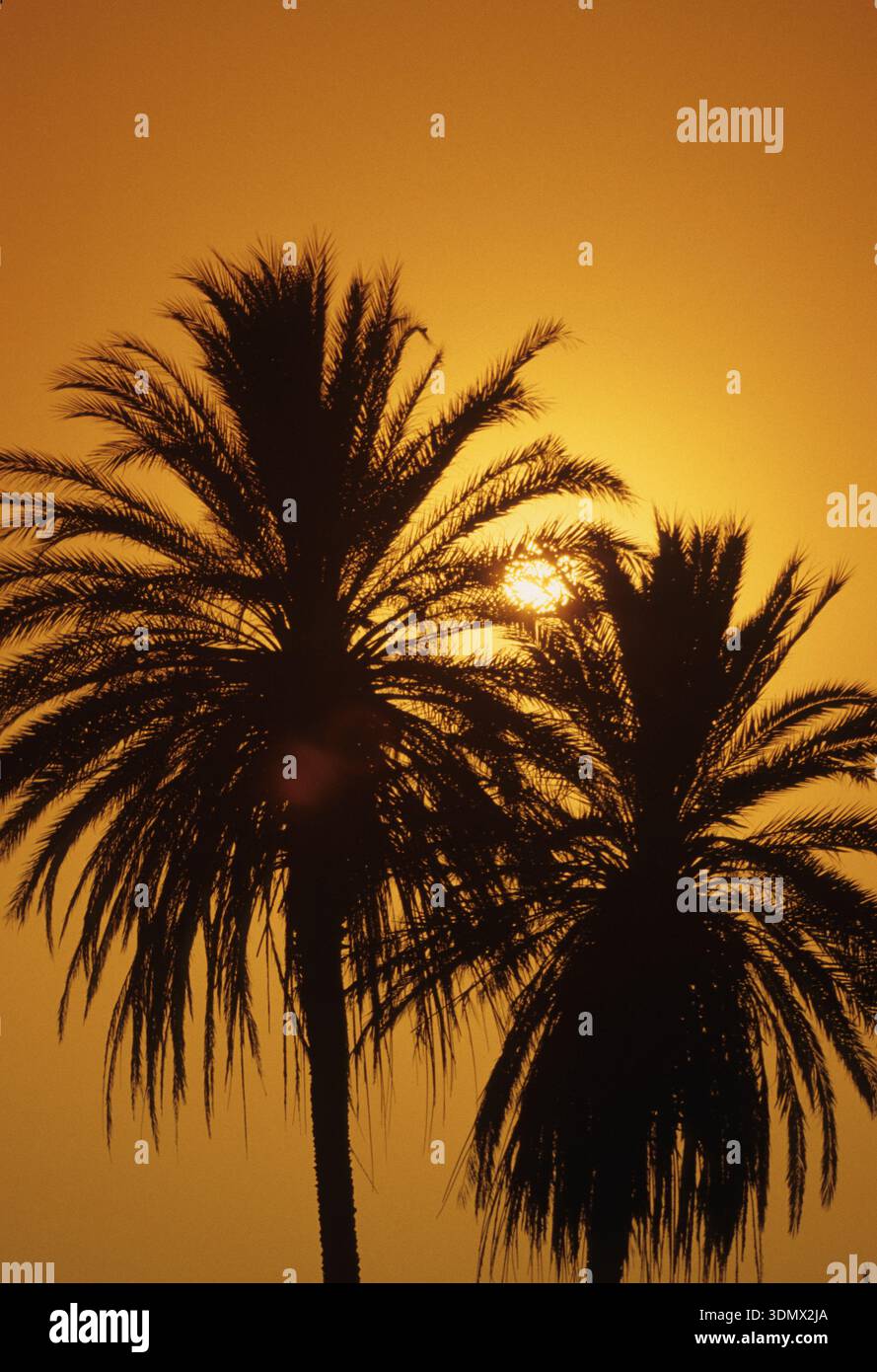 Tramonto spagna sole dietro le palme con cielo ornato vacanze estive Foto Stock