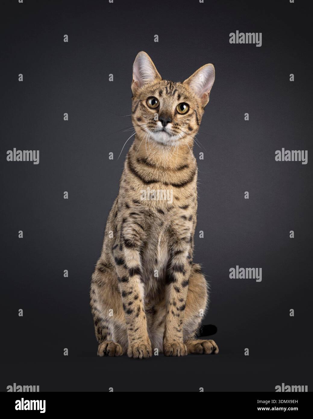 Bellissimo gatto F7 Savannah, seduto di fronte. Guardare con attenzione verso la fotocamera. Isolato su sfondo nero. Foto Stock