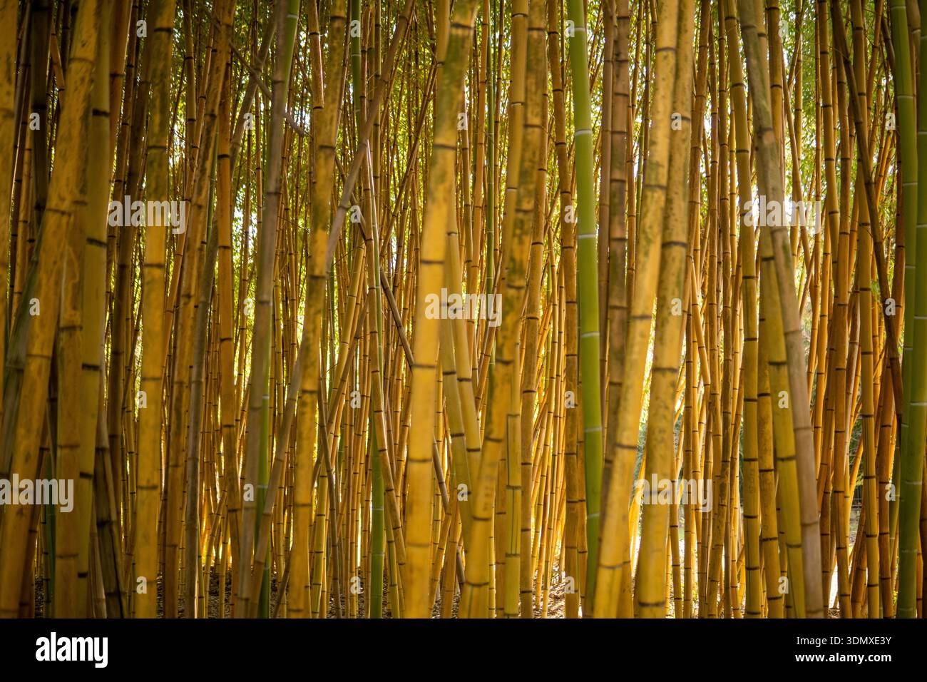 Foresta di bambù alla luce del mattino. Sfondo e texture naturali. Foto Stock