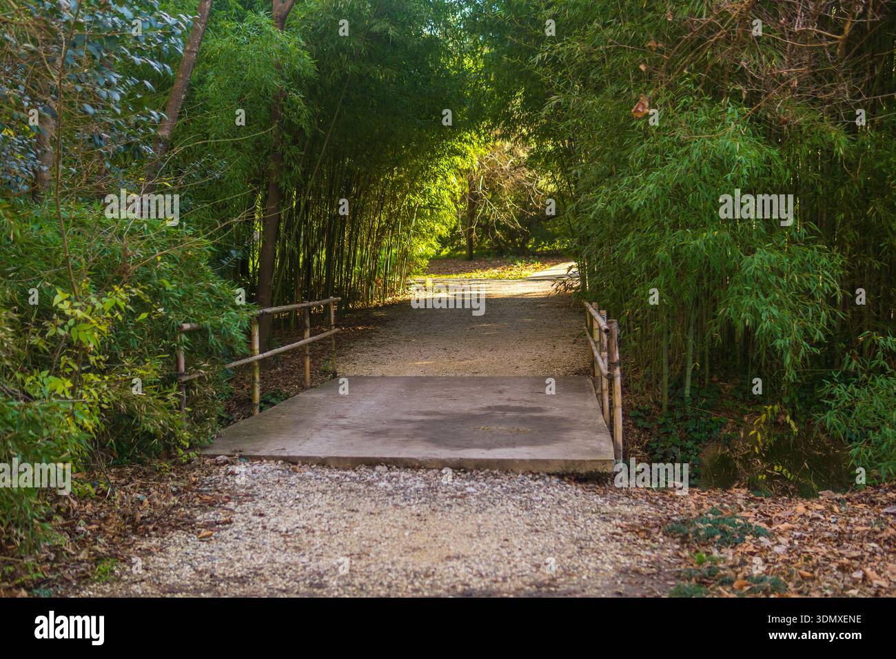 Splendida vista di un sentiero attraverso la foresta di bambù nel parco Foto Stock