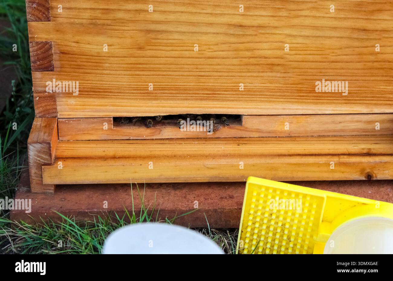 Le api mellifere si raggruppano all'ingresso di un alveare di legno, un comportamento noto come "bearding", comune nelle giornate calde per il raffreddamento dell'alveare. Foto Stock