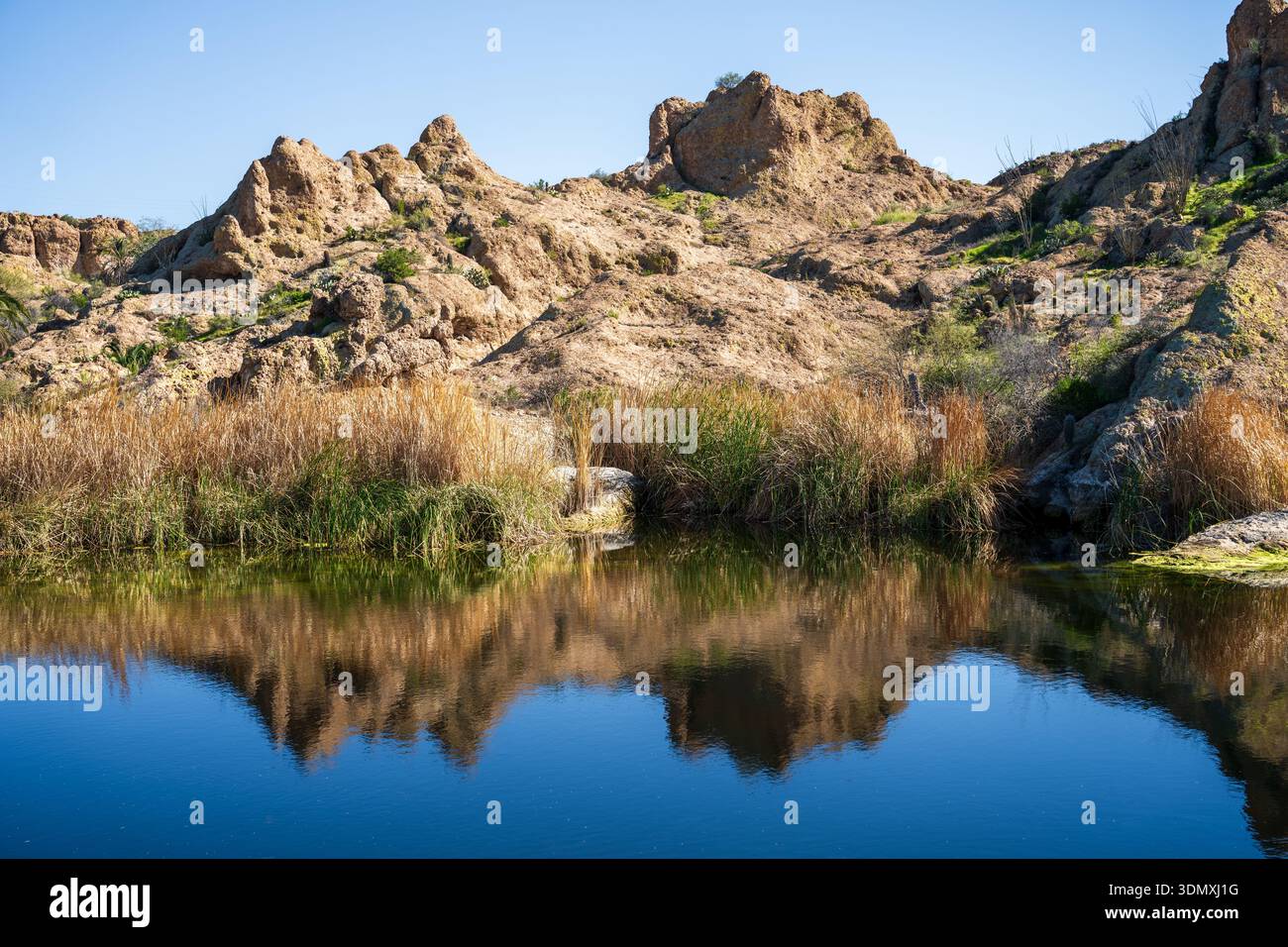 Il deserto di Sonora dell'Arizona è spettacolare in qualsiasi periodo dell'anno, ma soprattutto in inverno, quando l'acqua scorre e il deserto prende vita Foto Stock