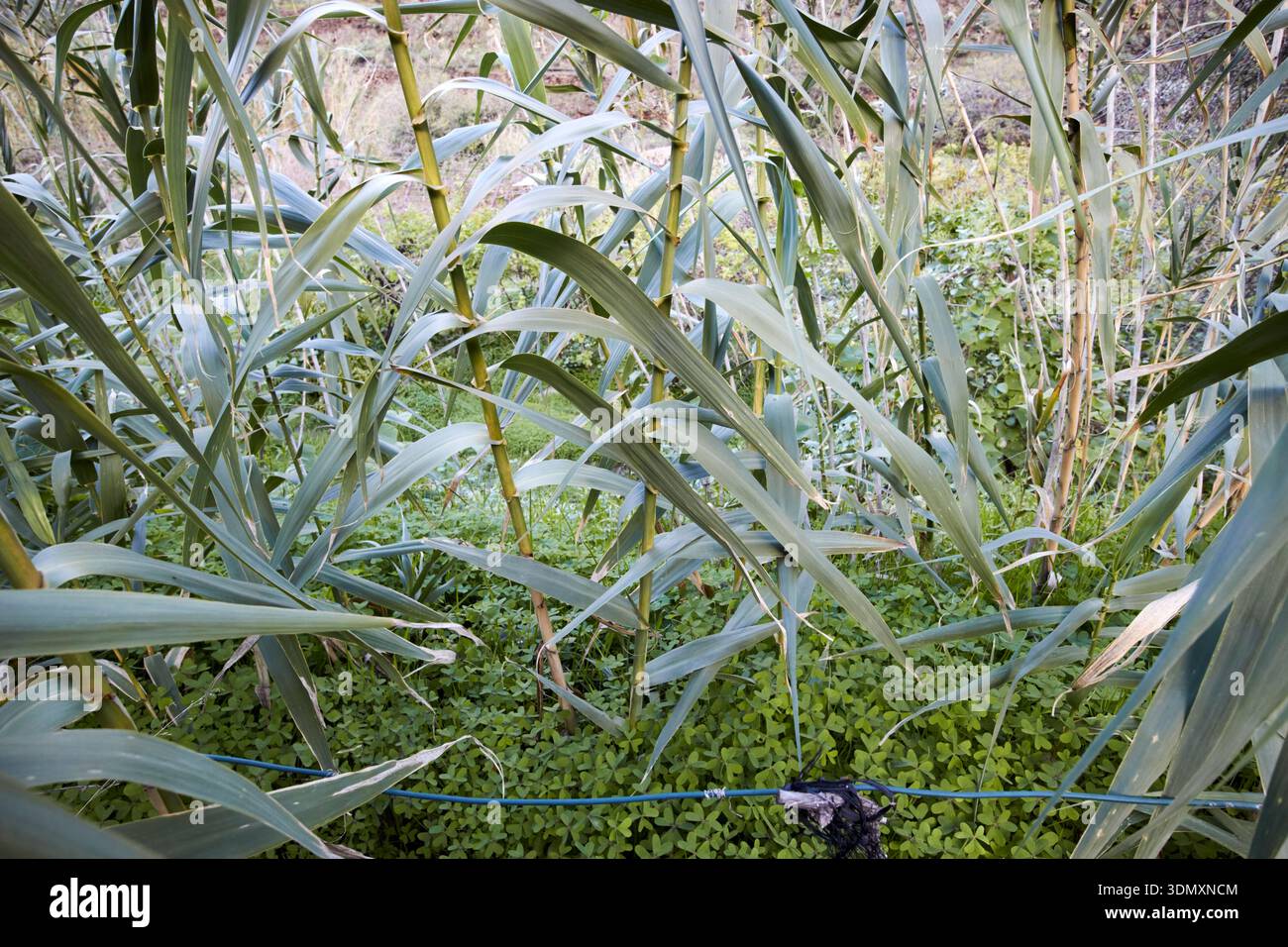 canna da zucchero che cresce a lato della strada nella valle delle agaete per il produttore locale di rum, gran canaria, isole canarie, spagna Foto Stock