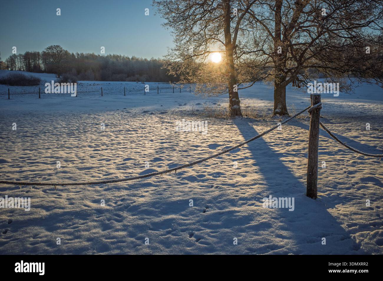 Una frizzante mattina invernale a Hovdala, Hassleholm, con il sole basso che getta lunghe ombre su un campo innevato. Foto Stock