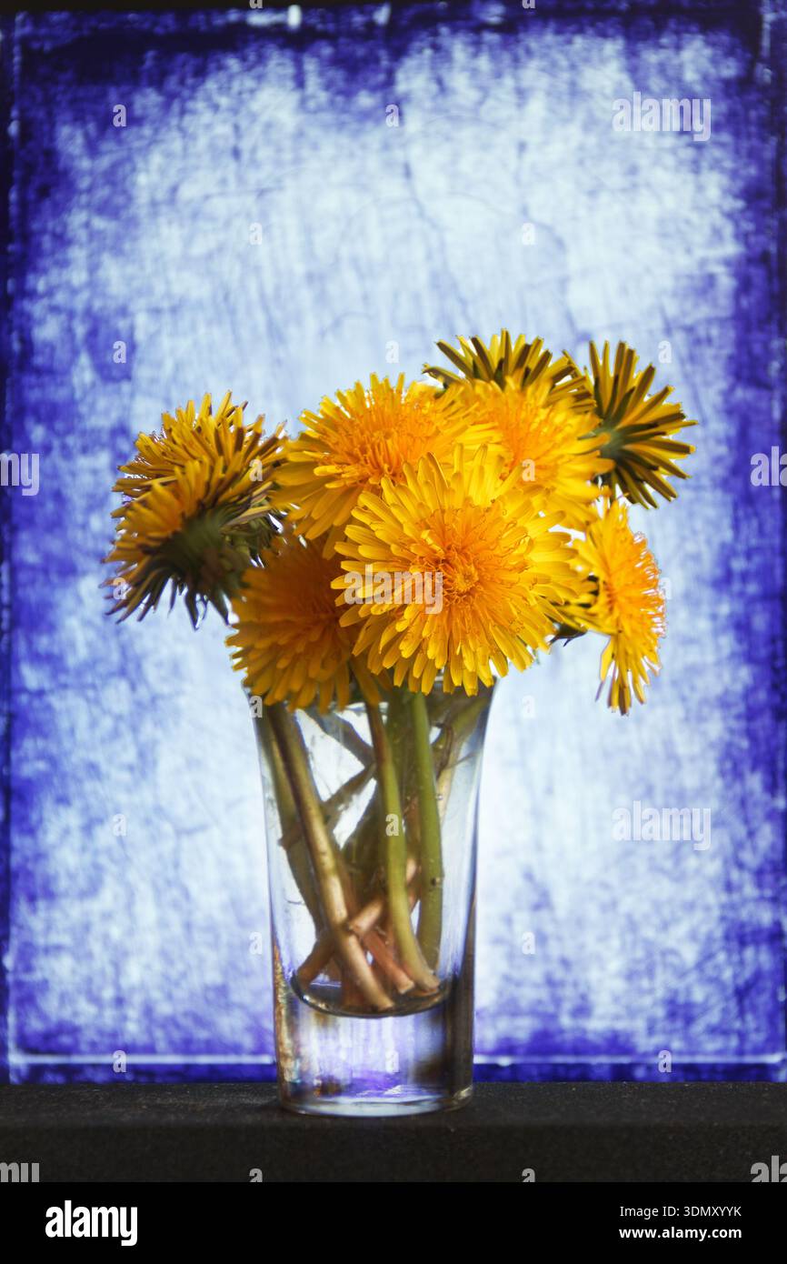 Leoni di colore giallo vibrante disposti in un vaso di vetro trasparente su uno sfondo blu intemprato. Una natura morta calda e allegra, perfetta per l'arredamento della casa, in primavera Foto Stock
