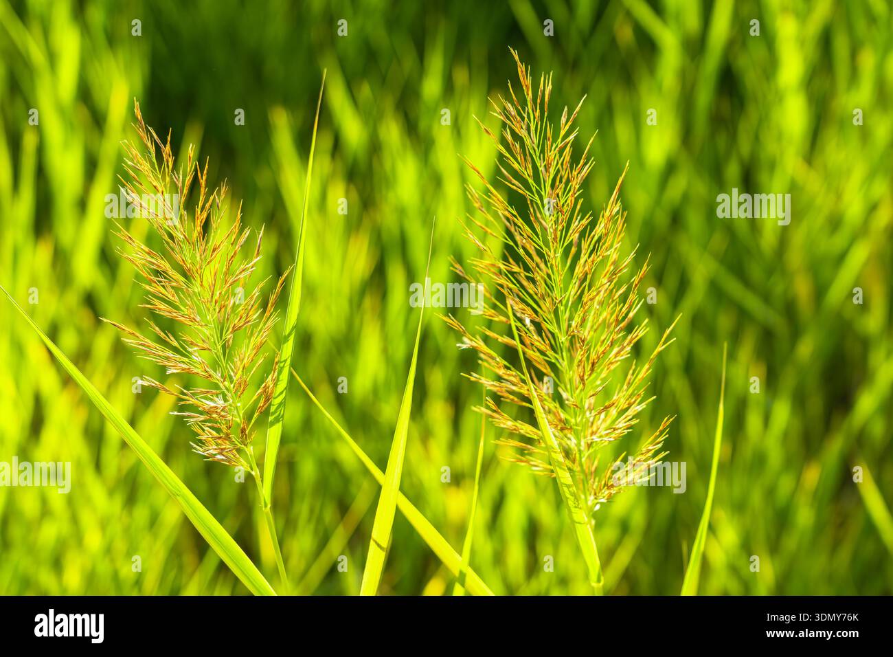 L'erba selvatica alta ondeggia delicatamente nella calda brezza primaverile, bagnata dalla luce del sole. Le vivaci sfumature verdi creano un paesaggio naturale rinfrescante e sereno. Foto Stock