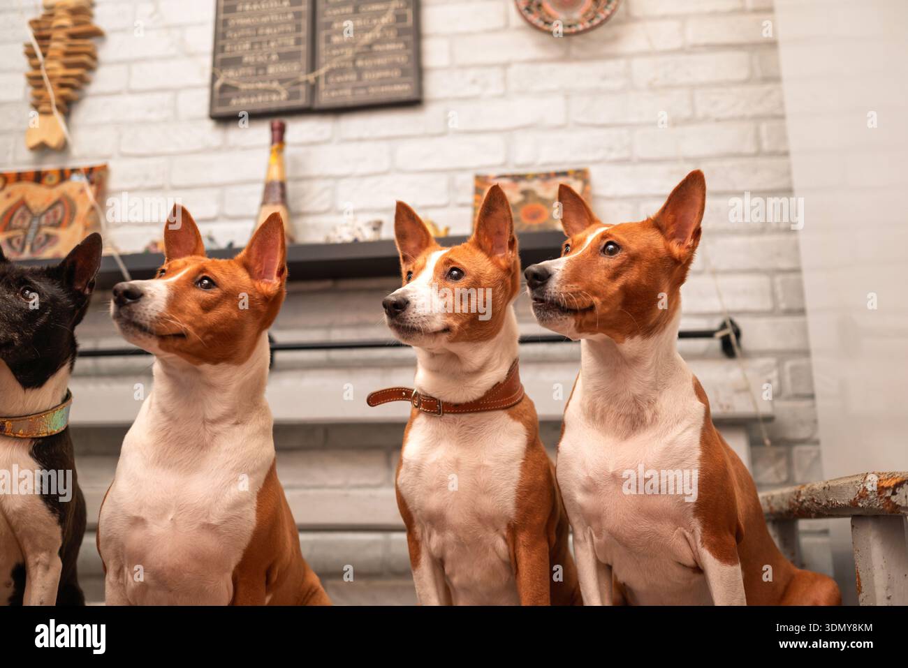Un ritratto di gruppo di quattro cani basenji seduti attentamente all'interno su uno sfondo accogliente e decorato, che mette in risalto le loro caratteristiche distintive ed ex Foto Stock