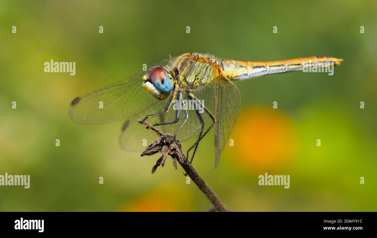 L'immagine cattura una vivace libellula Sympetrum, nota anche come Broad Scarlet, che riposa delicatamente su un ramoscello. Le sue ali intricate e i colori vivaci lo sono Foto Stock