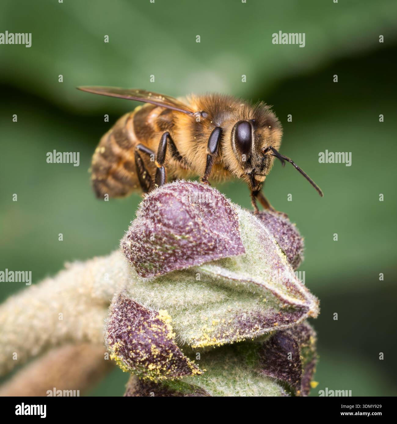Un primo piano di un'API mellifera, comunemente nota come un'ape a miele, che raccoglie meticolosamente il nettare da un vivace fiore di lavanda, evidenziandone il ruolo Foto Stock