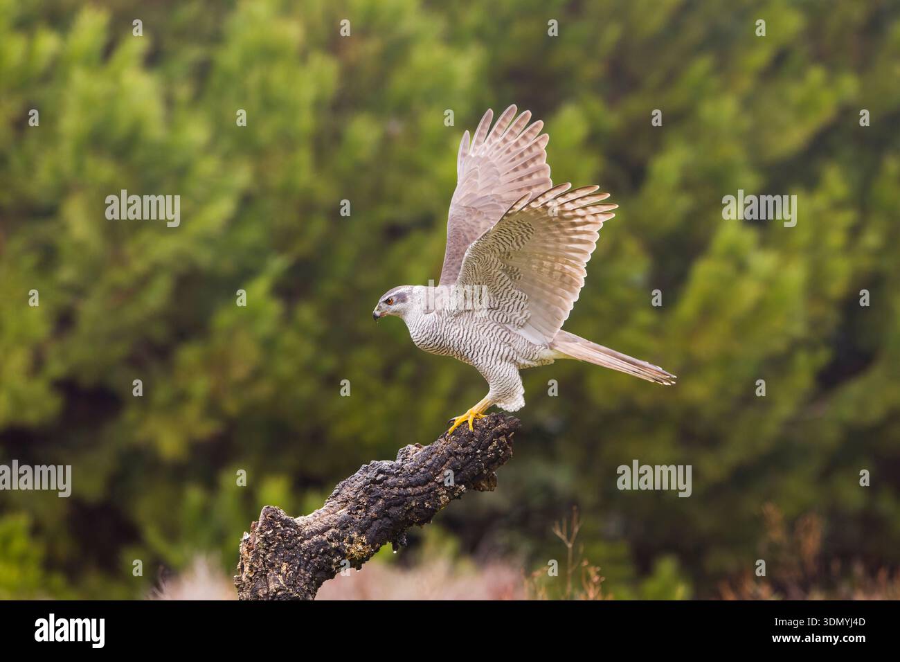 Accipiter gentilis goshawk eurasiatico, adulto arroccato su un ceppo con ali aperte, Toledo, Spagna, gennaio Foto Stock