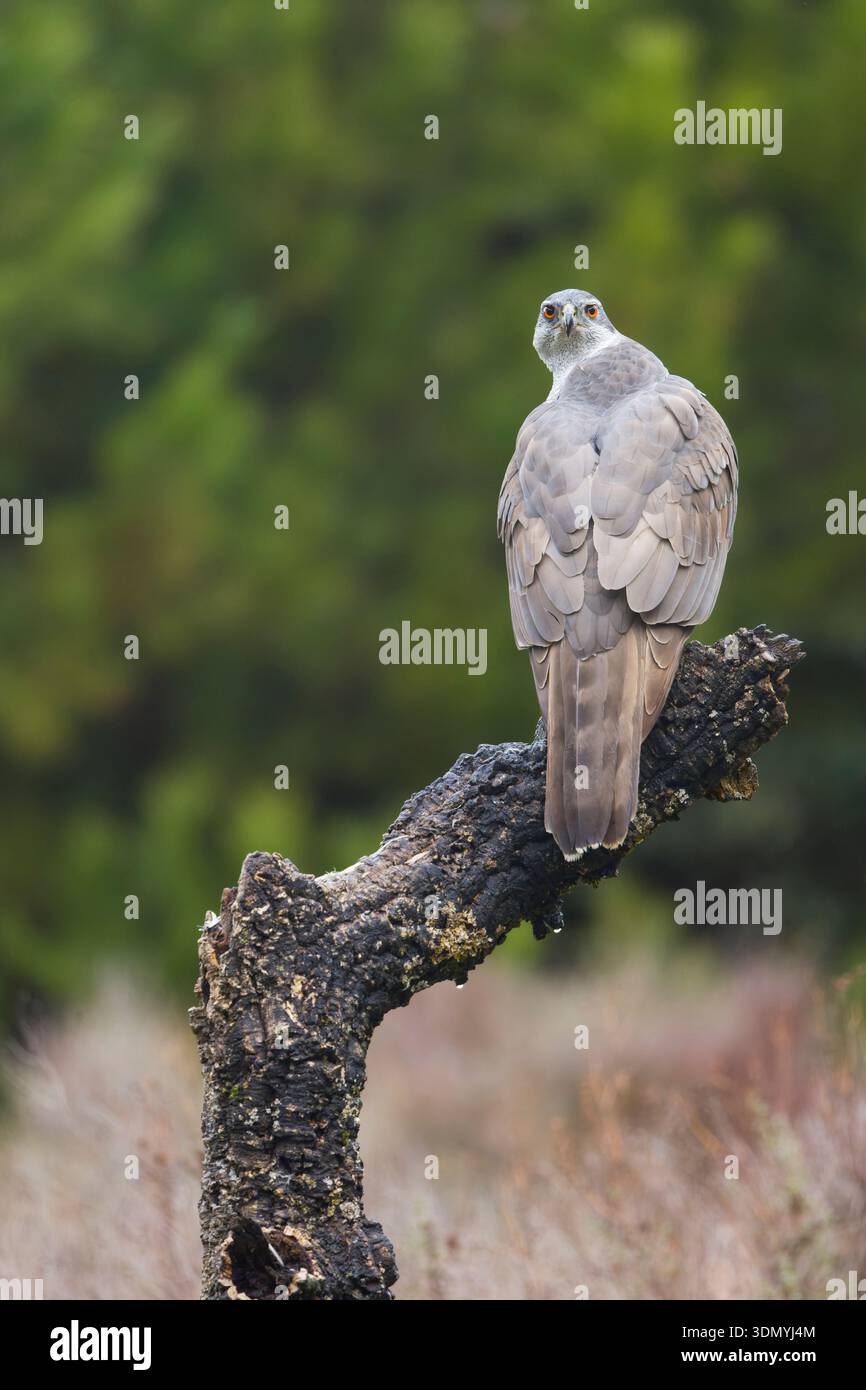 Accipiter gentilis eurasiatico goshawk, adulto arroccato sul ceppo, Toledo, Spagna, gennaio Foto Stock