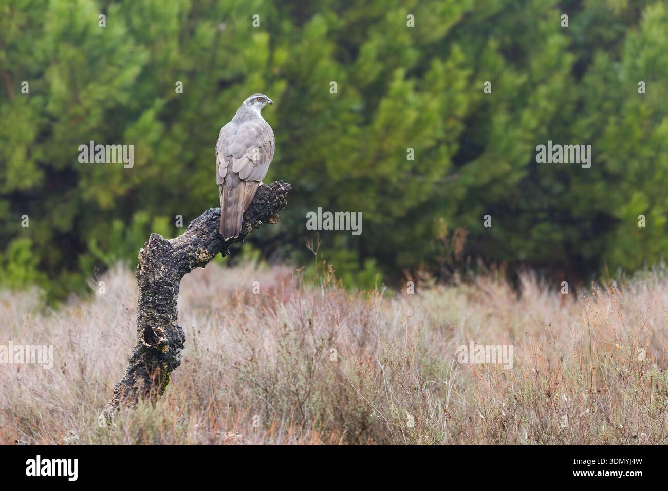 Accipiter gentilis eurasiatico goshawk, adulto arroccato sul ceppo, Toledo, Spagna, gennaio Foto Stock