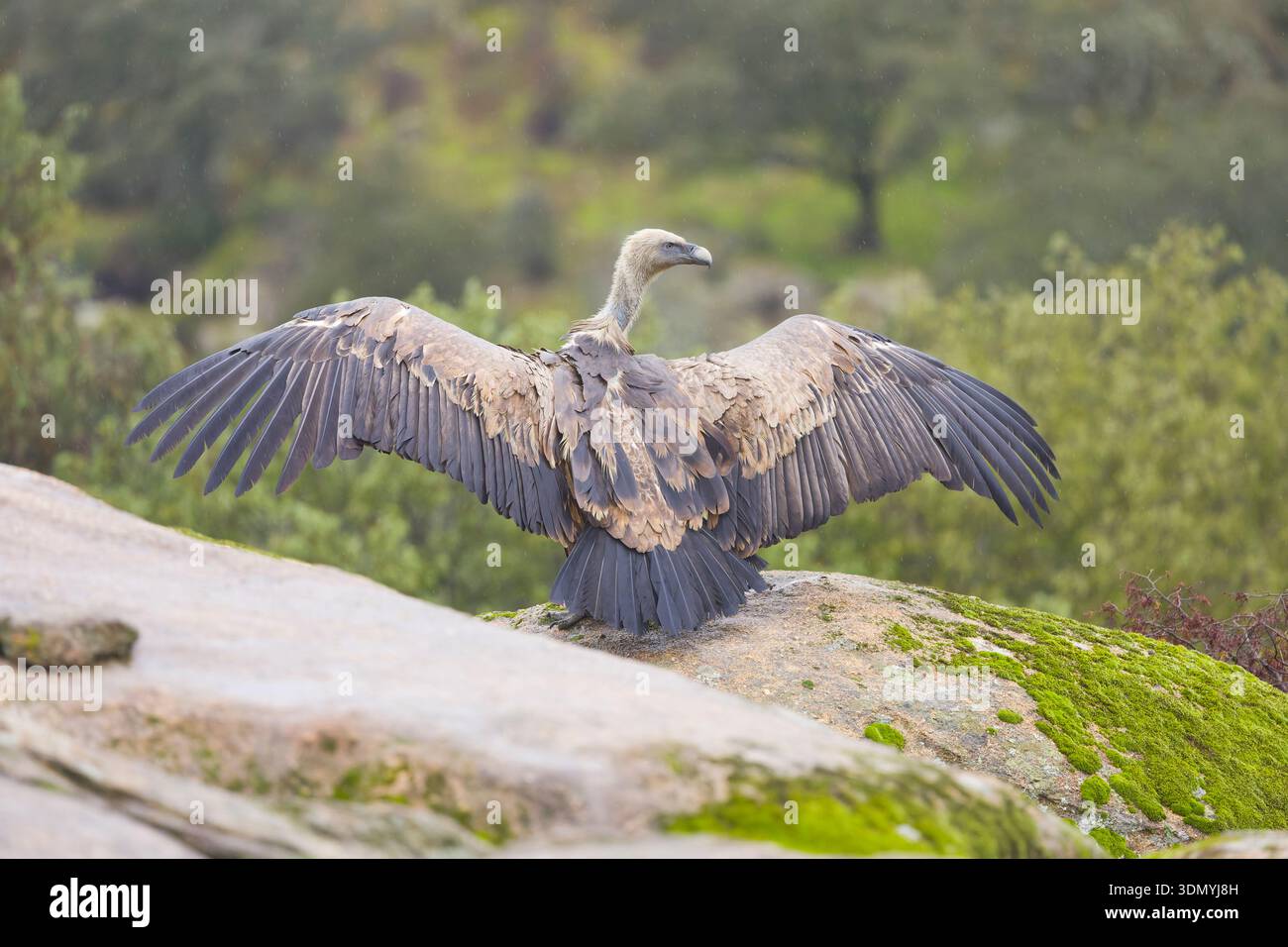 Gyps fulvus, adulto in piedi sulle ali di essiccazione della roccia, Toledo, Spagna, gennaio Foto Stock