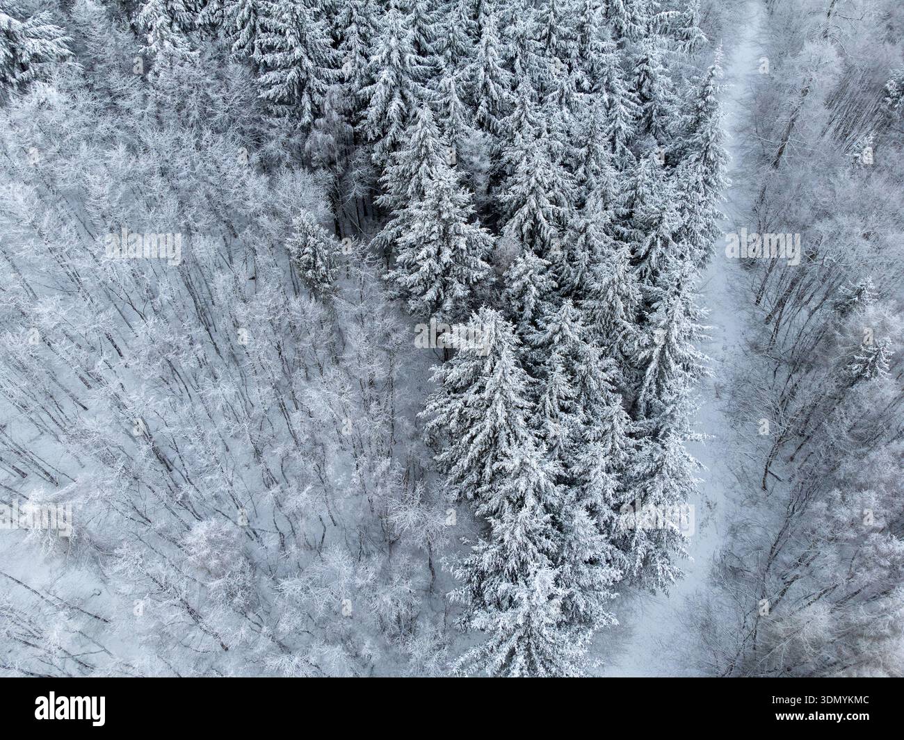Contrasto invernale di Spruces Evergreen e foresta decidua ghiacciata Foto Stock