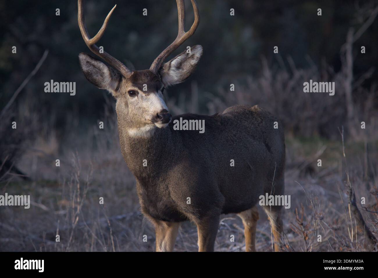 Cervi dalla coda bianca che guardano in lontananza in un campo Foto Stock