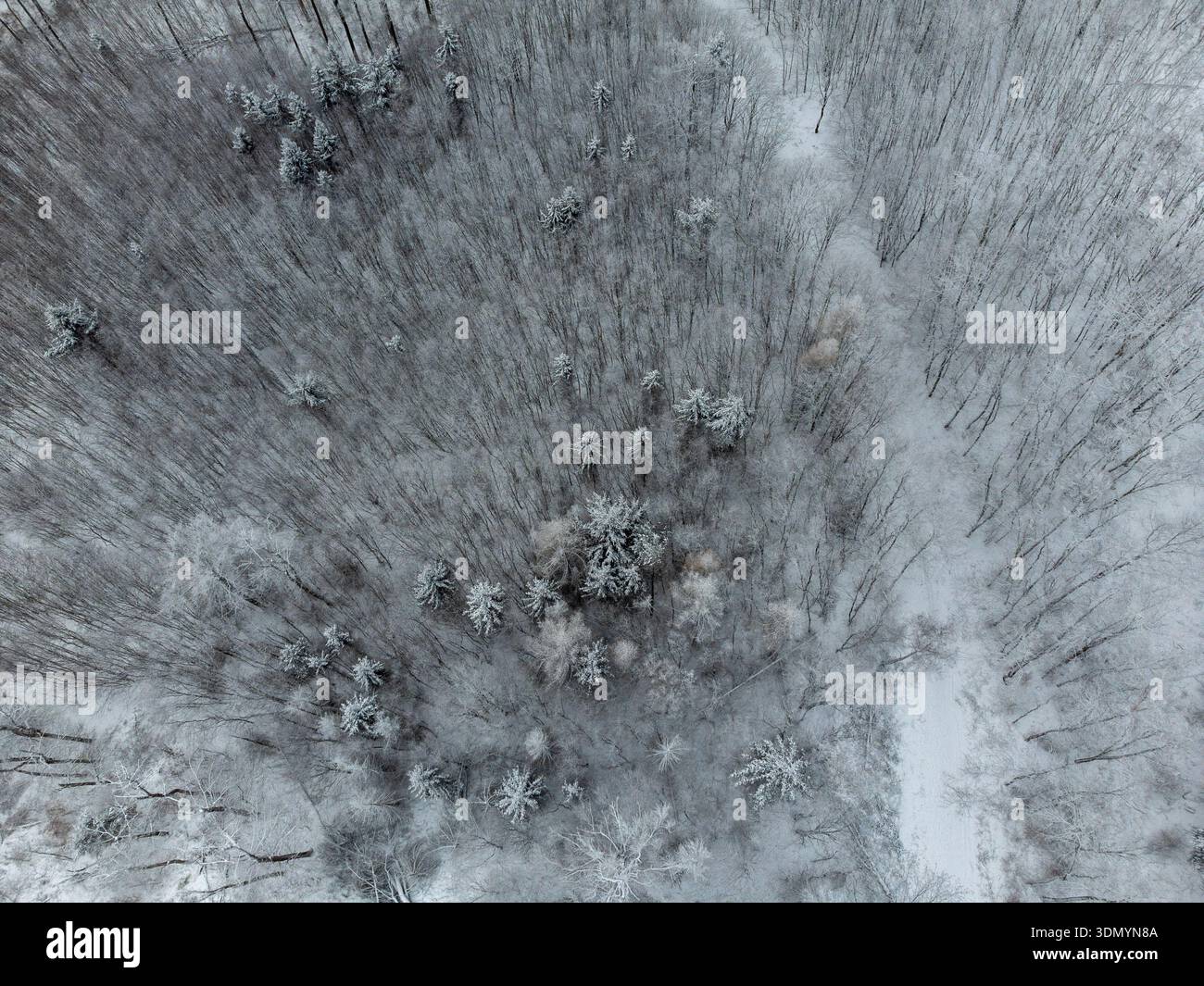 Volo dall'alto verso il basso di una fitta foresta coperta di neve fresca Foto Stock