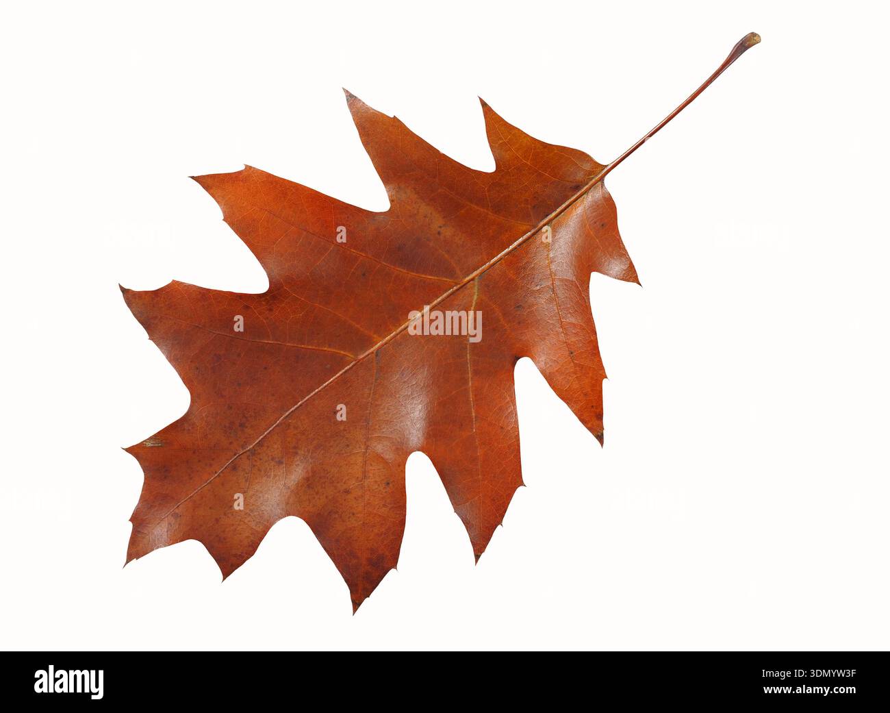 Autunno foglie di quercia isolati su sfondo bianco Foto Stock