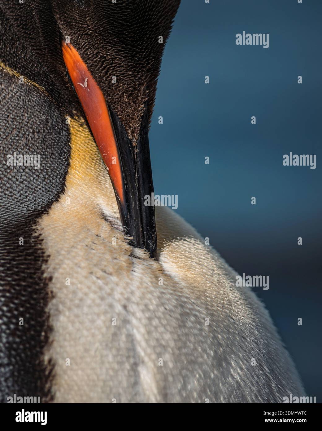 Preening King Penguin (Aptenodytes patagonicus) tira fuori l'ultimo delle piume marroni Foto Stock