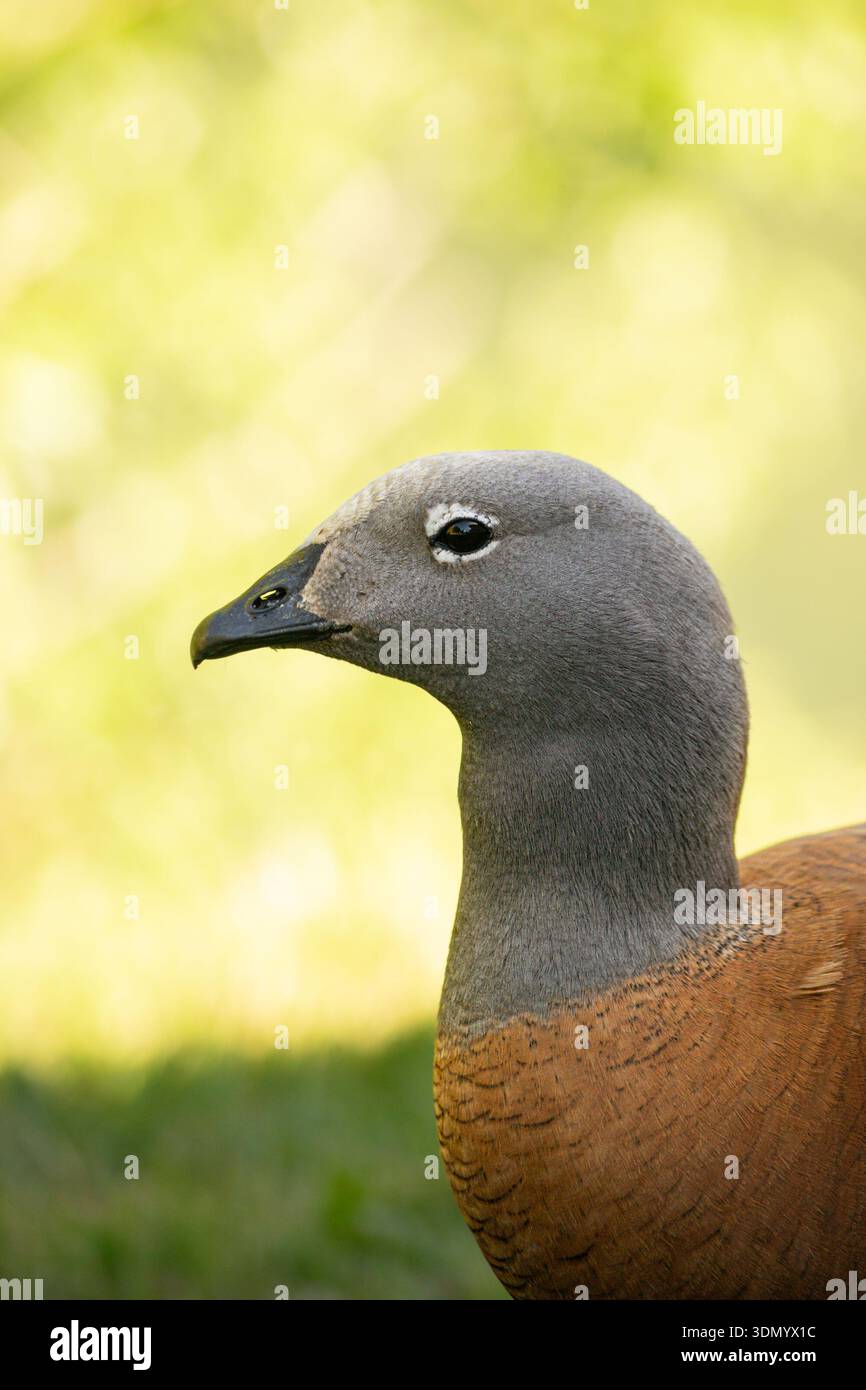 Primo piano ritratto di un'oca con testa di Ashy (Chloephaga poliocephala) Foto Stock