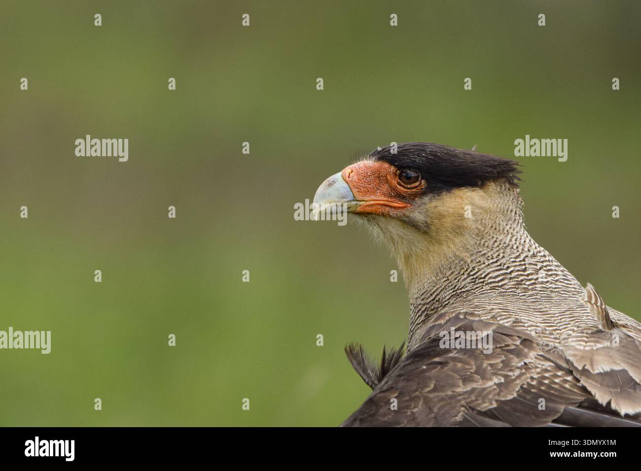 Caracara crestata (Caracara plancus) ritratto su praterie, Tierra de Fuego, Argentina Foto Stock