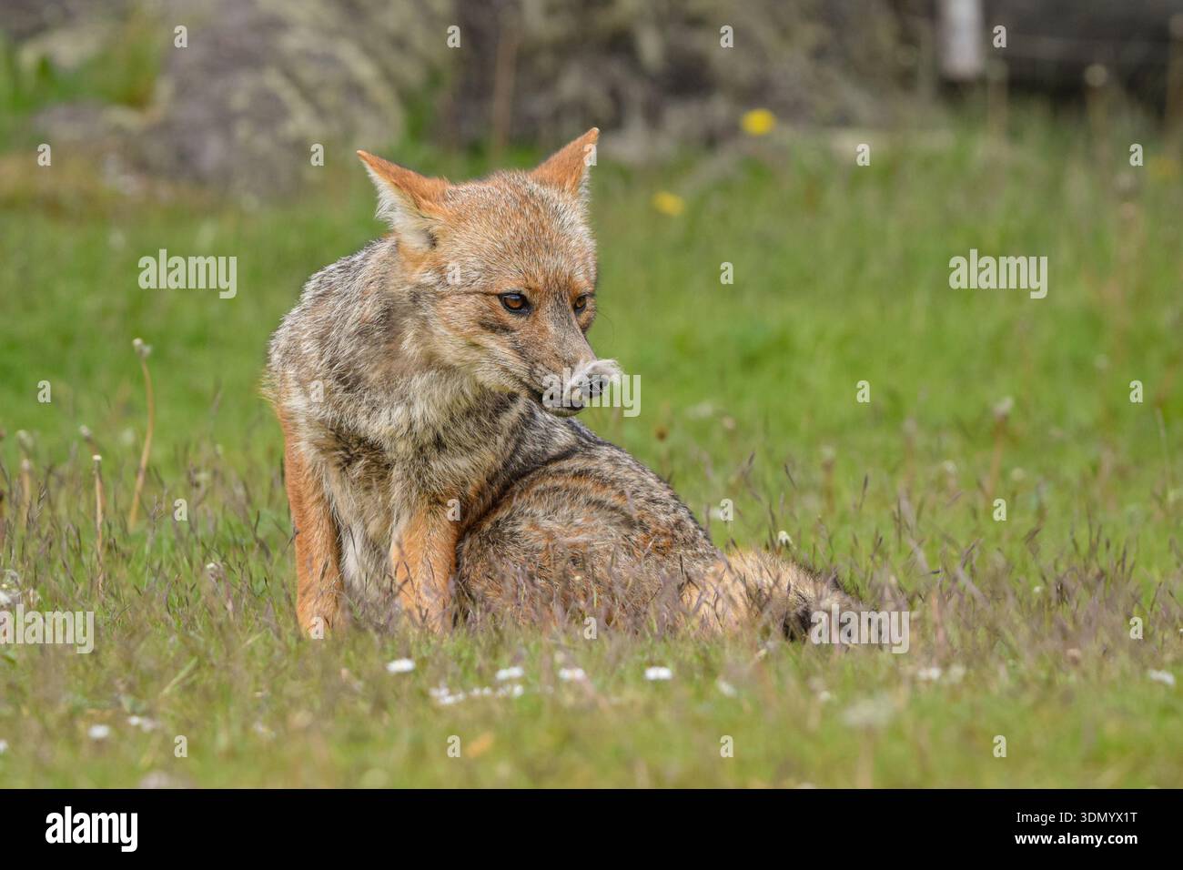 Ritratto di una volpe culpeo fuegian (Lycalopex culpaeus) per adulti al Parco Nazionale Terra del fuoco, Patagonia, Argentina Foto Stock
