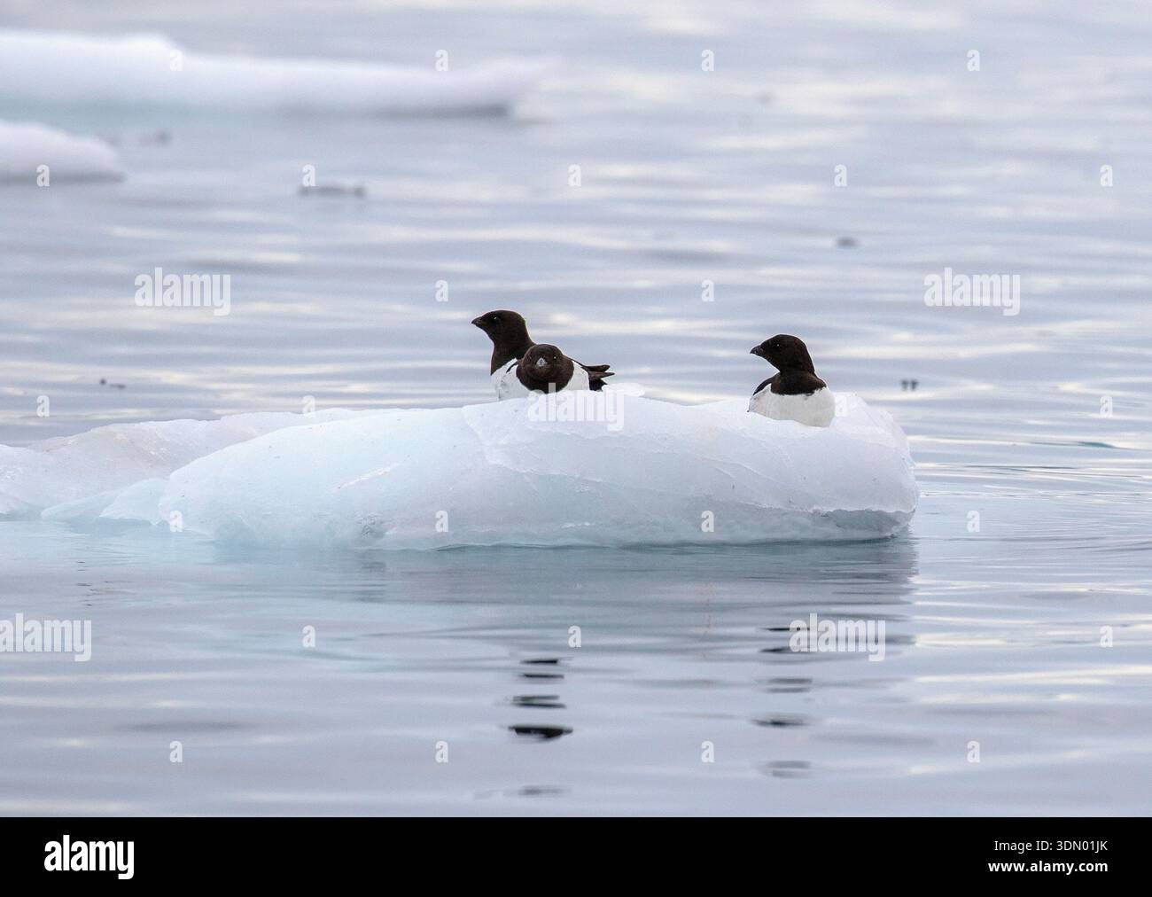 Artico, Groenlandia, Groenlandia nordoccidentale, Groenlandia occidentale Foto Stock
