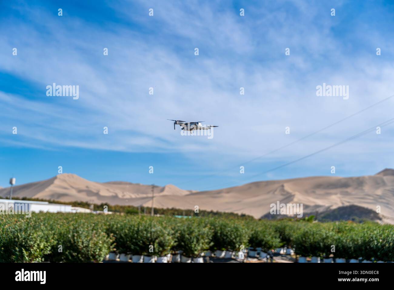 Drone che sorvola il campo di mirtilli per il monitoraggio delle colture in terreni aridi, agricoltura di precisione e tecnologia di coltivazione intelligente. Foto Stock