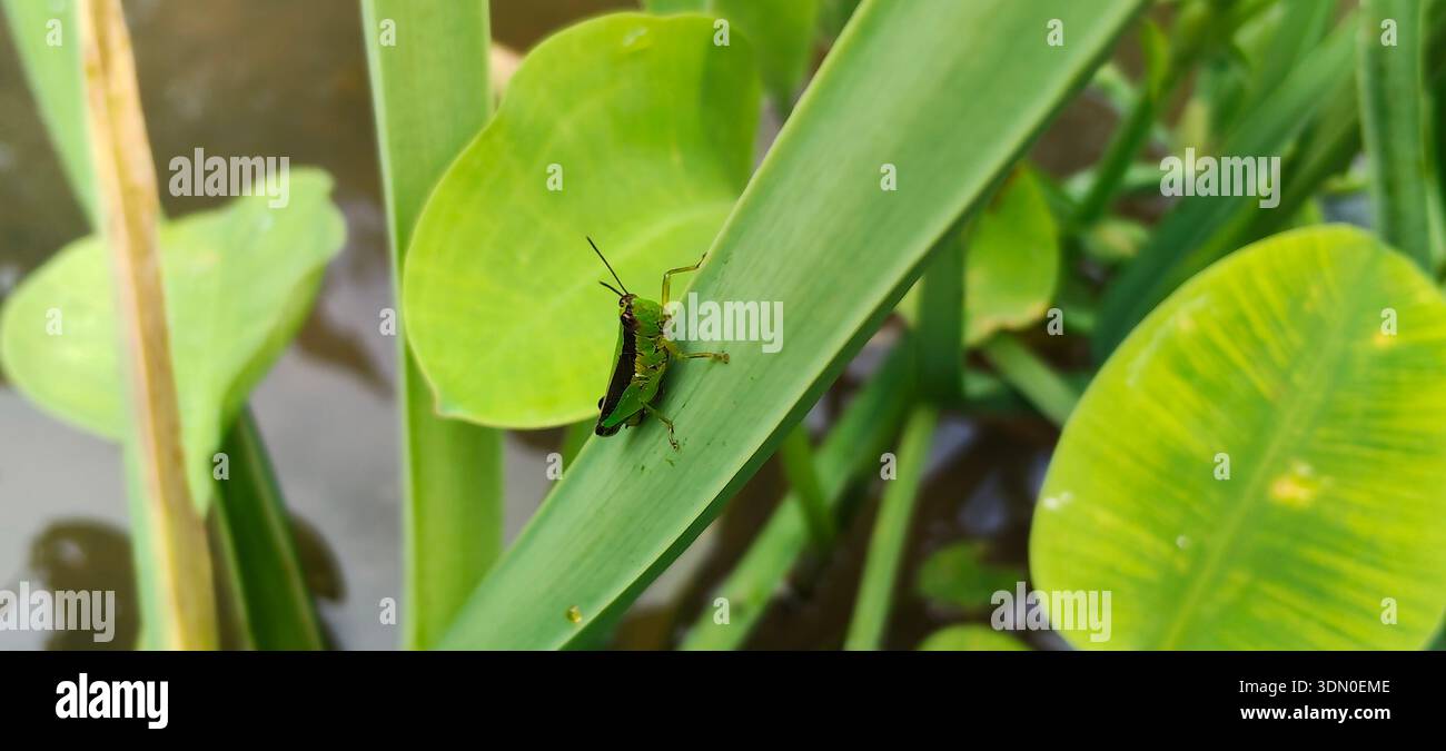 Cavalletta verde arroccata su foglie, che si fonde con il fogliame e mostra un mimetismo naturale nel suo habitat paludoso Foto Stock