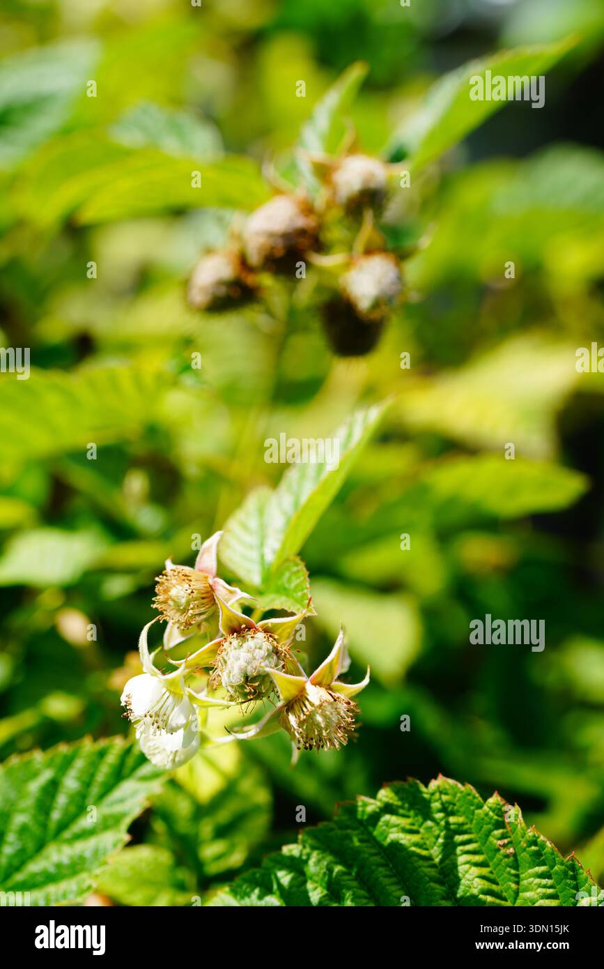 planta de frambuesa con su fruto y flor verdes Foto Stock