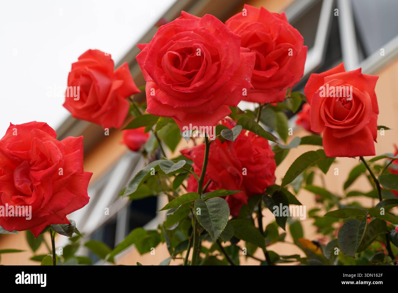 rosas naranjas en un jardín Foto Stock