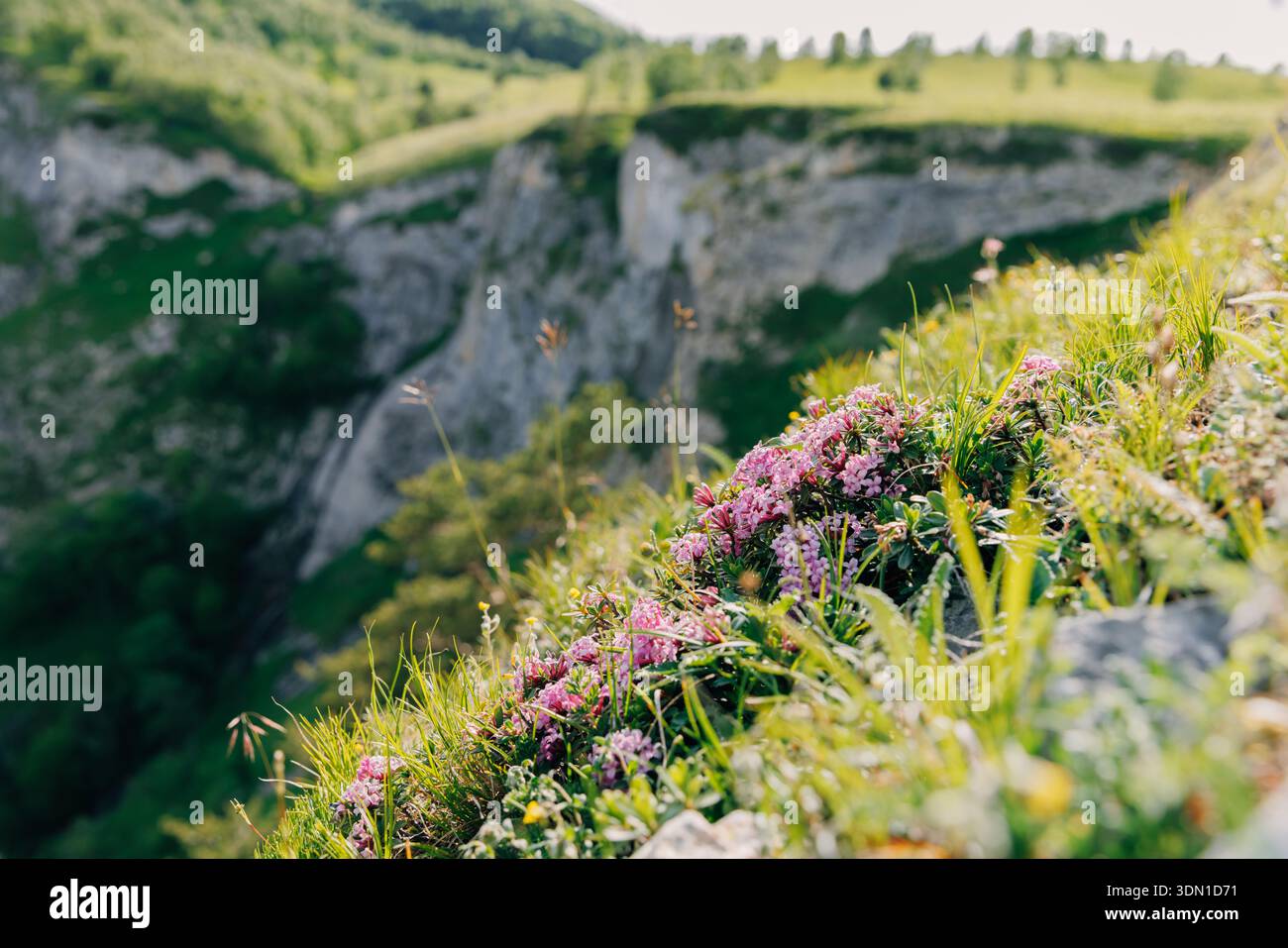 Fioritura di fiori alpini rosa su un pendio di montagna soleggiato, circondato da erba verde fresca e rocce. Impianto Daphne Foto Stock