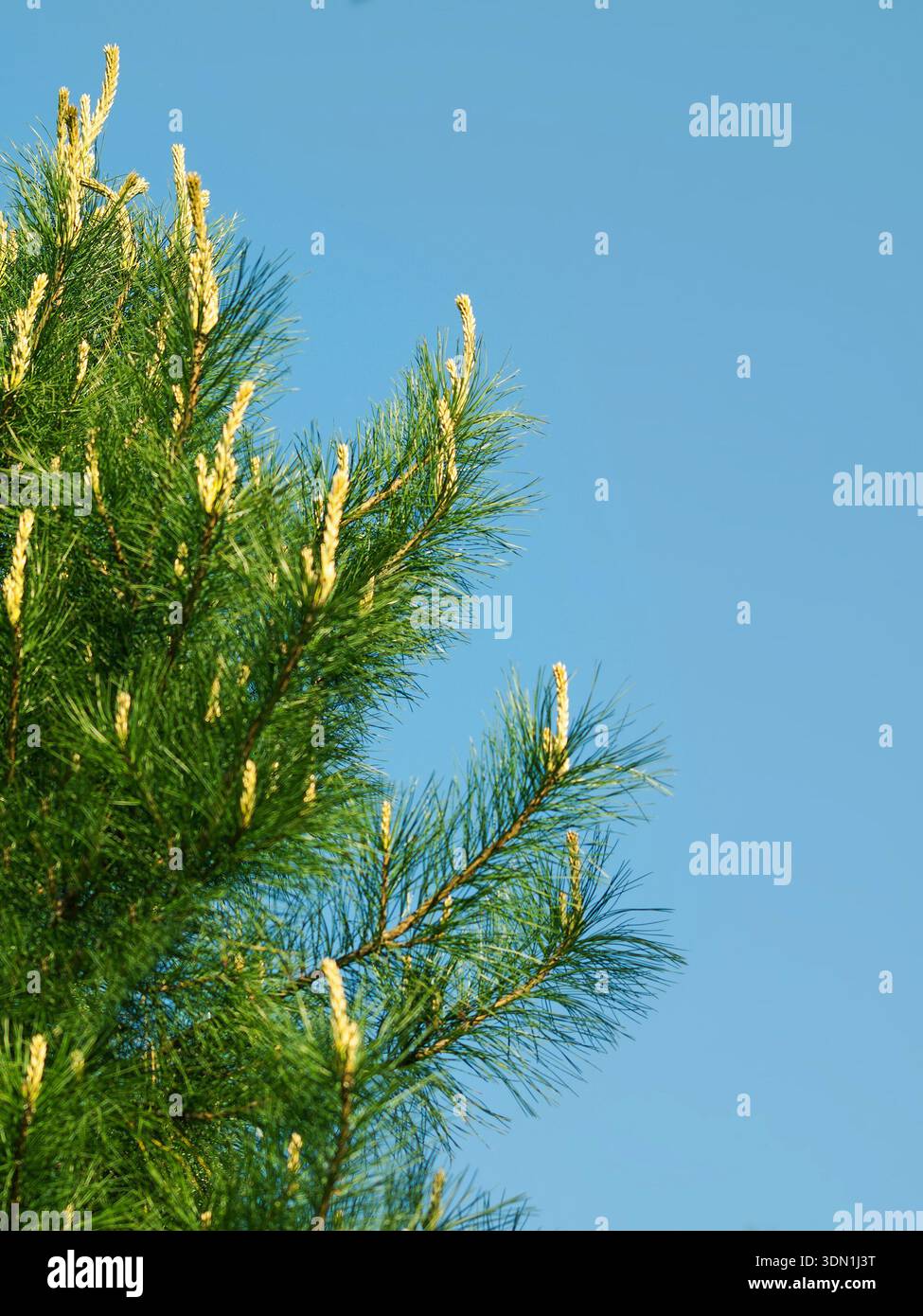 i rami di pino con i suoi punti di crescita Foto Stock