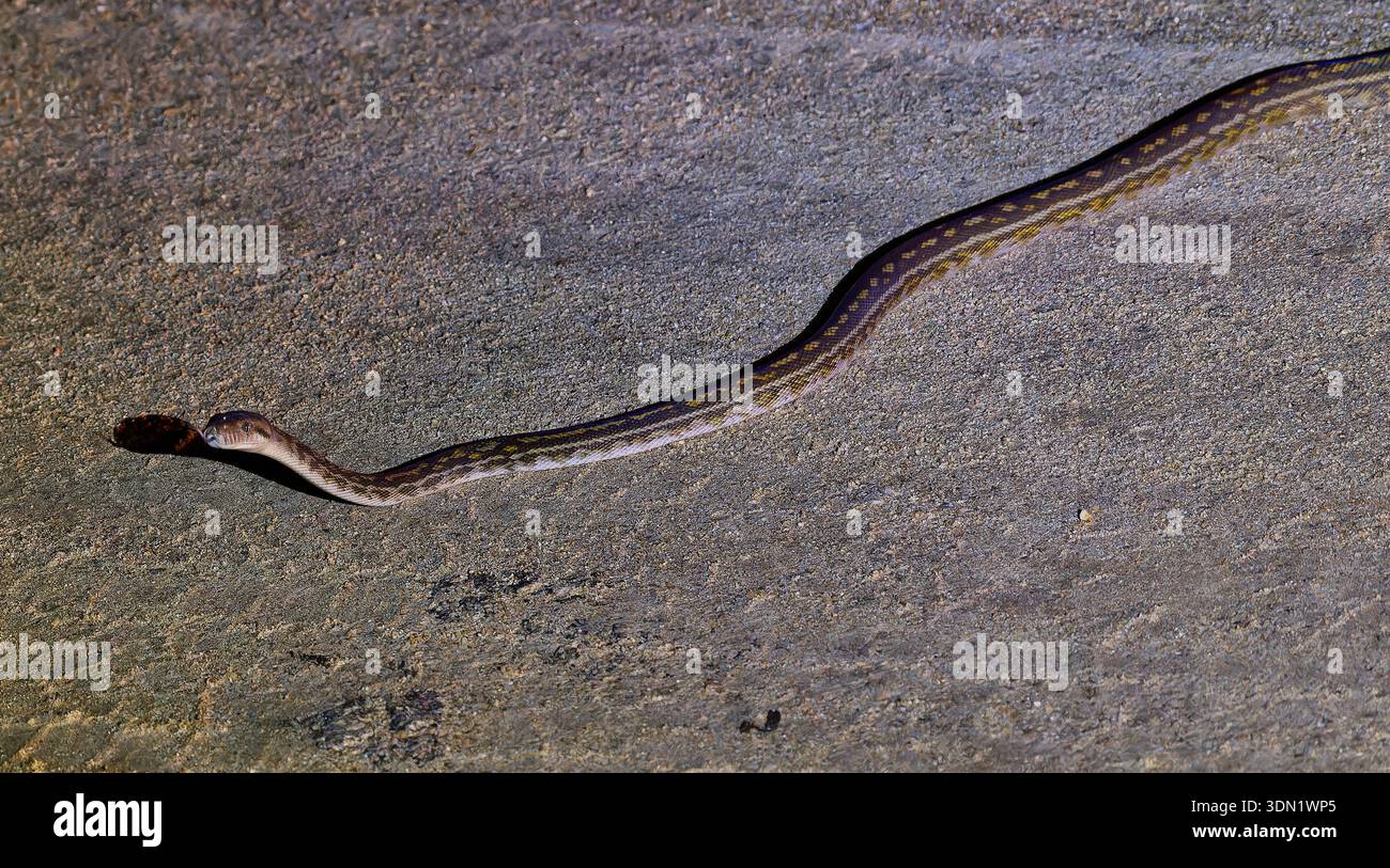 Ampia immagine del pitone australiano a lungo disegno (Simalia kinghorni) che caccia di notte a terra sotto i riflettori, Iron Range, Cape York, Queensland Foto Stock