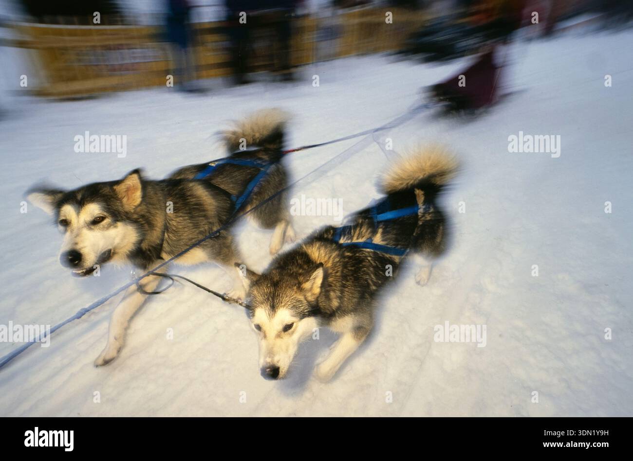 Gli Huskies tirano una slitta attraverso un paesaggio innevato, dimostrando la tradizionale slitta trainata da cani. Foto Stock