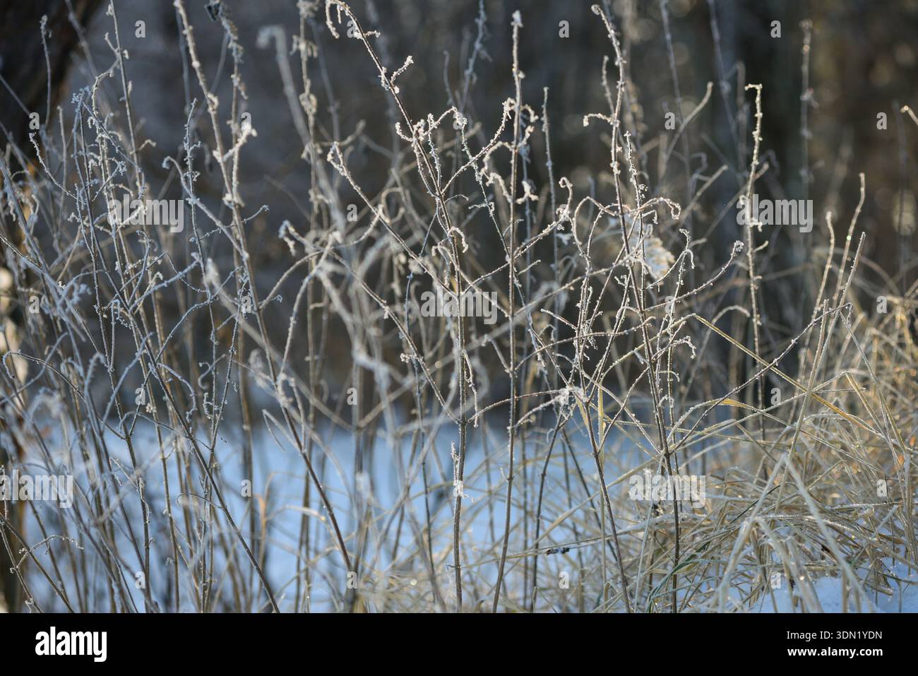 Erba secca congelata e piante selvatiche ricoperte di gelo in una fredda mattina d'inverno. Sfondo naturale con dettagli ghiacciati, luce soffusa e profondità ridotta del fi Foto Stock