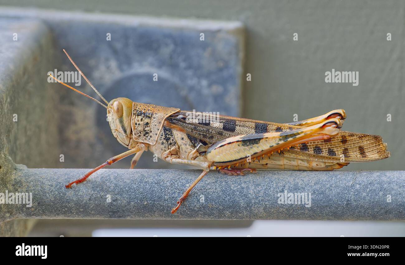 Una locusta marrone solitaria che confonde la gola sperona (Austracris proxima) appoggiata su una barra d'acciaio. Questi sono parassiti della peste in Australia. Cape York, QLD Foto Stock