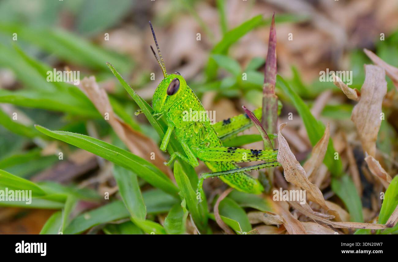 Una vibrante grasshopper gigante verde (Valanga Irraris) che riposa sull'erba durante il giorno a Cape York, Queensland, Australia Foto Stock