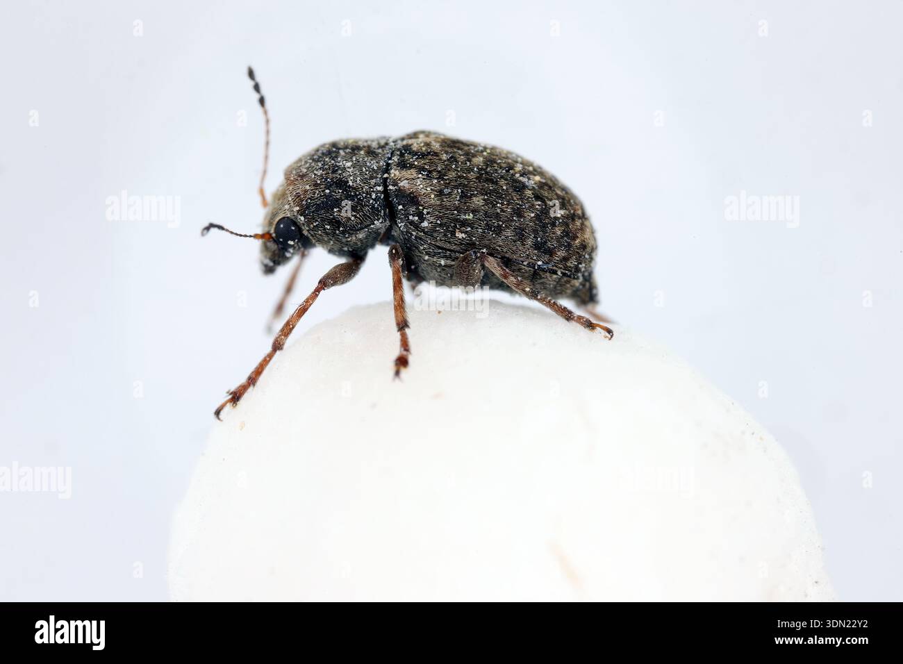 Coffee Bean Weevil Beetle, Araecerus fasciculatus su Raw Dry Tapioca Pearls. Foto Stock